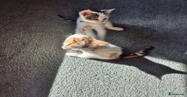 Mixed Breed cats - Advert 13