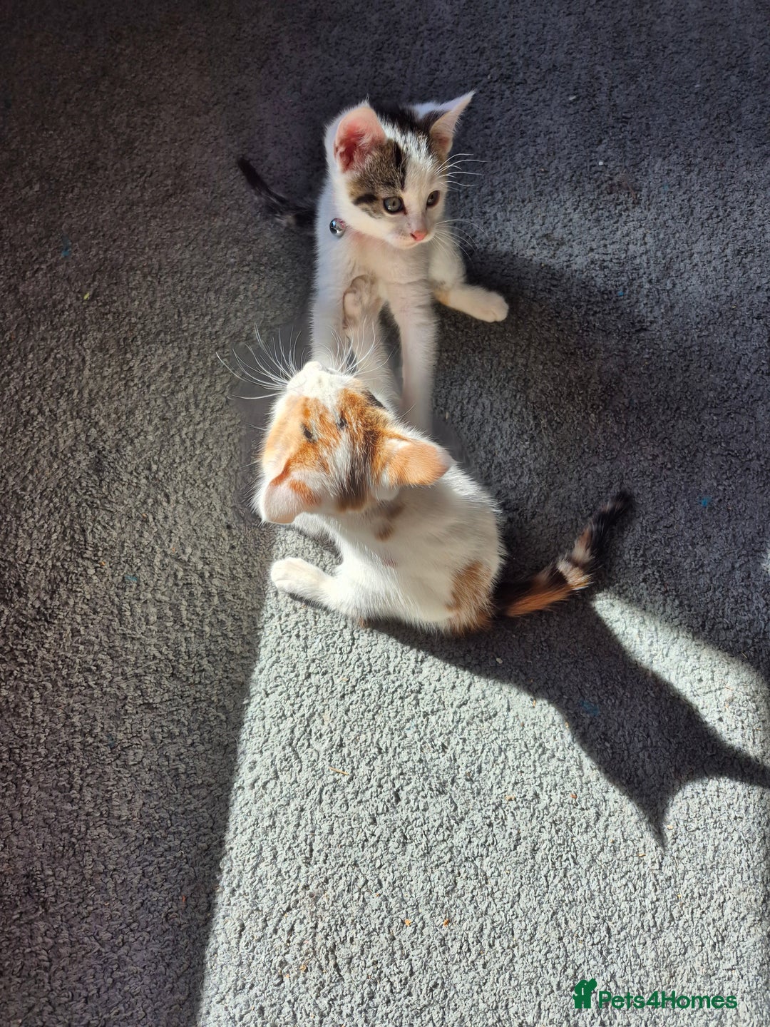 Mixed Breed cats for sale: Sisters to go together - Image 2
