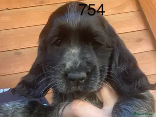 Cocker Spaniel dogs Pedigree Show Cockers - Advert 2