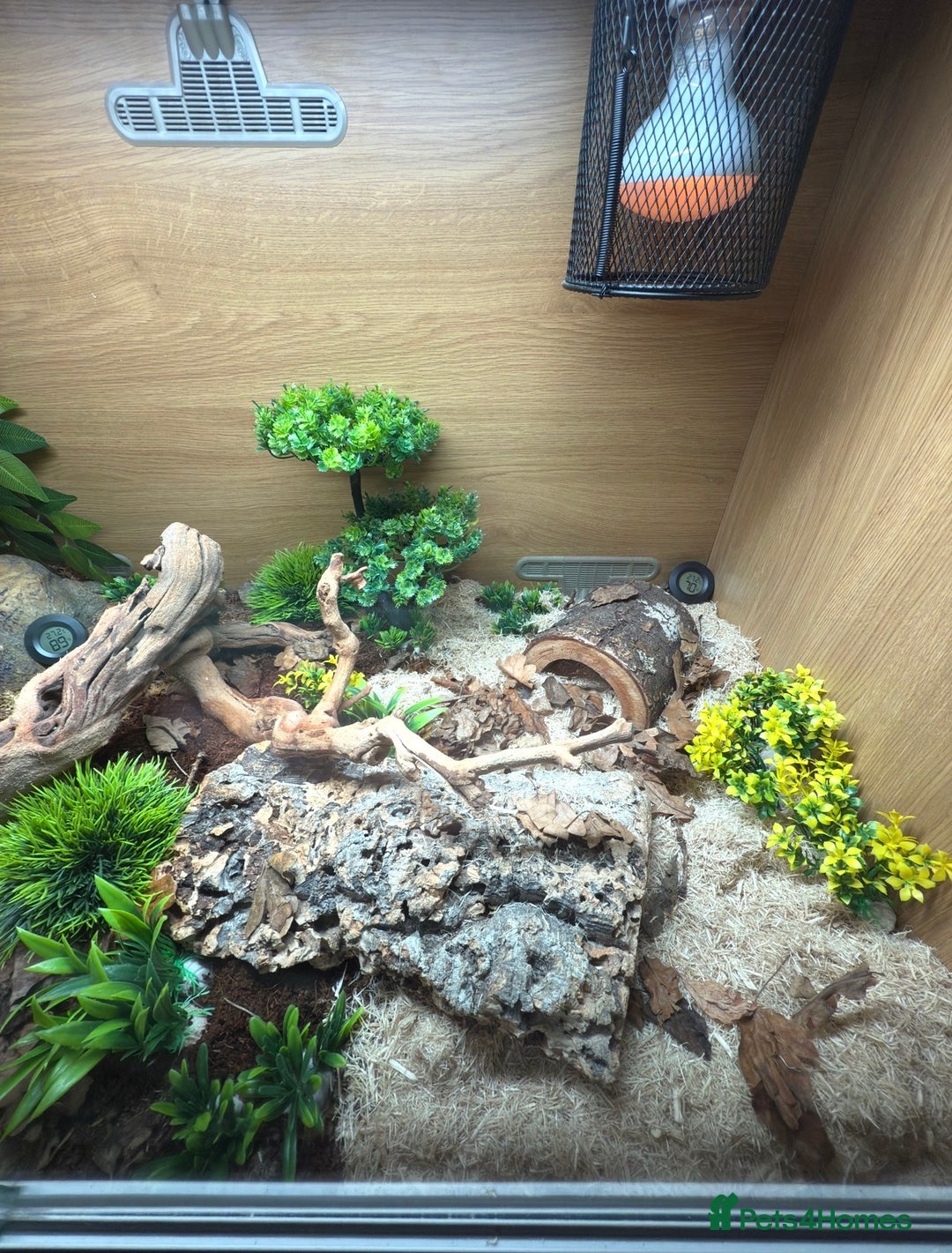 Corn Snake reptiles for sale: Corn snake for sale - Hyde, Manchester - Advert 5