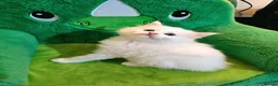 Maine Coon cats for sale: Maine Coon  - Advert 22