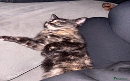 Mixed Breed cats for sale: Female kitten 12 weeks old  - Advert 3