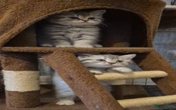 British Shorthair cats for sale: Beautiful BSH Kittens - Image 25