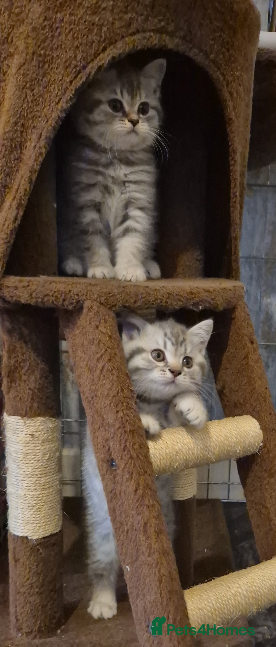 British Shorthair cats for sale: Beautiful BSH Kittens - Image 25