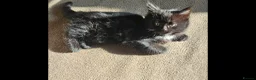 Mixed Breed cats for sale: 2 kittens in Oxford - Advert 13