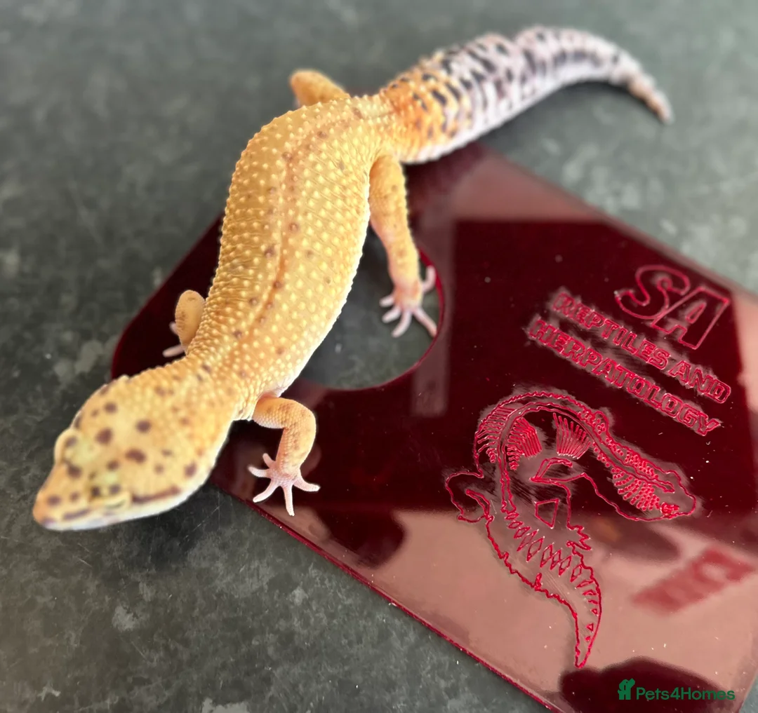 Leopard Gecko reptiles for sale: Leopard Gecko Group in Chelmsford - Advert 9