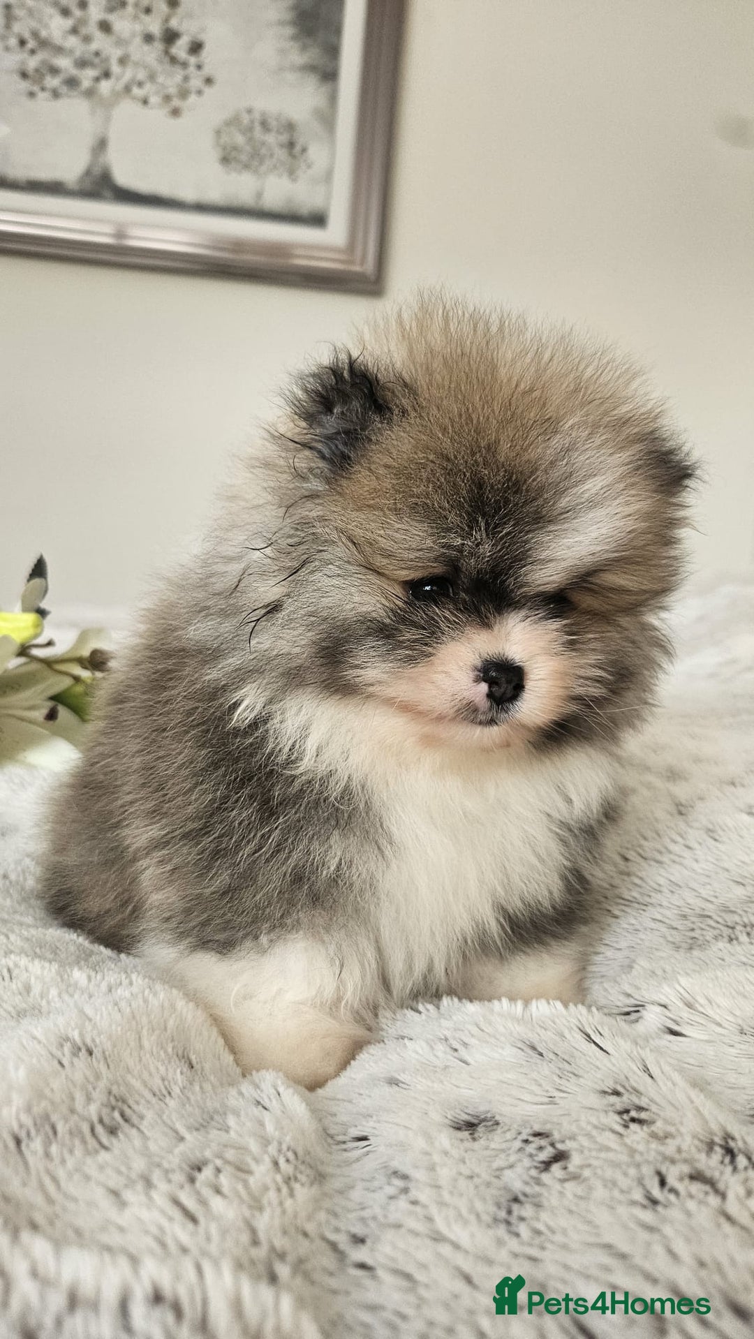 Pomeranian dogs for sale: Little beautiful pomeranians Tamworth  - Advert 12