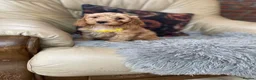 Cockapoo dogs for sale: F1 Cockapoo pups - Advert 2
