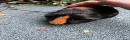 Guinea Pig rodents for sale: Female Guinea Pig for sale  - Advert 2