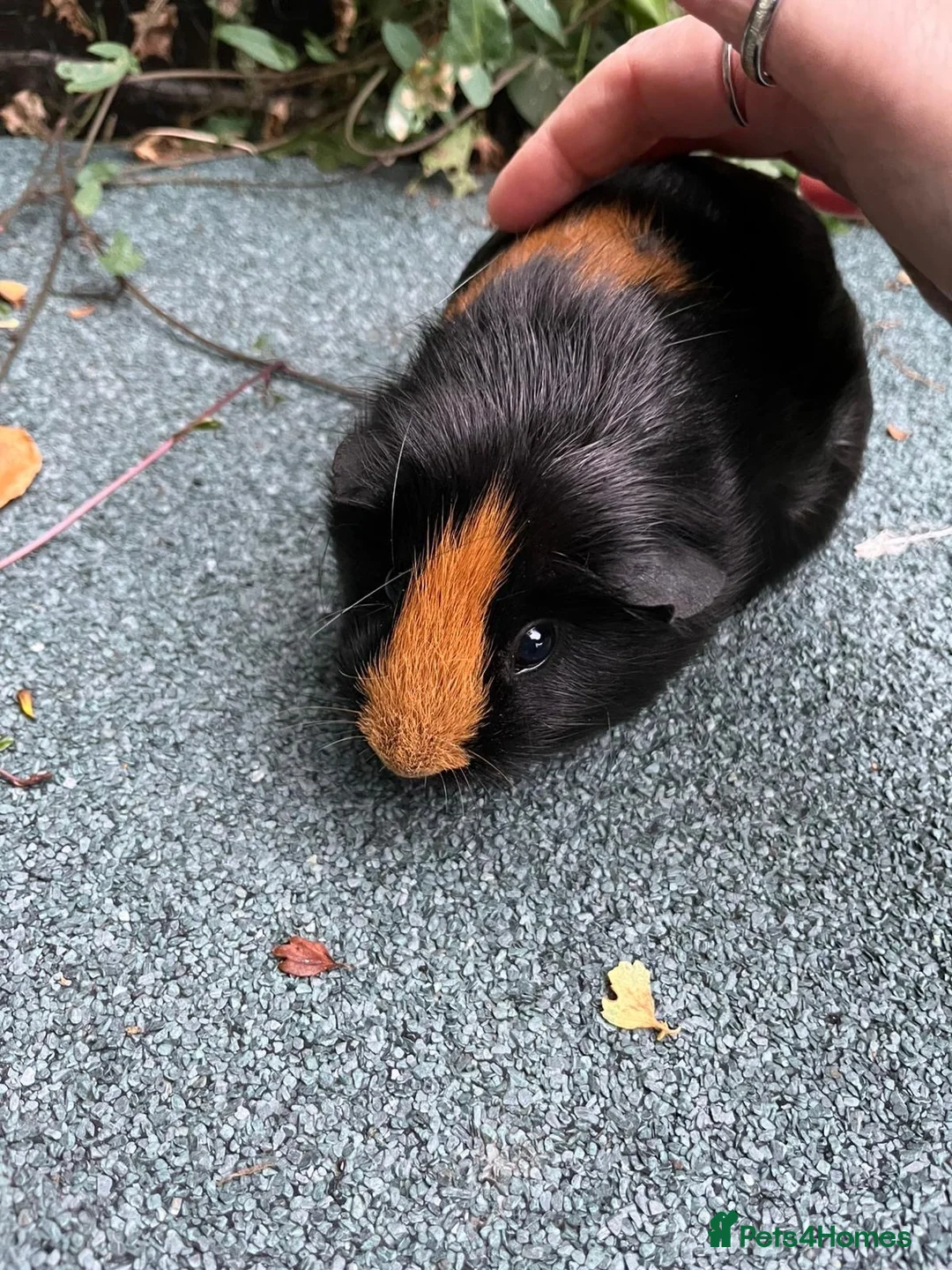 Guinea Pig rodents for sale: Female Guinea Pig for sale  - Advert 2