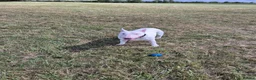 English Bull Terrier dogs for stud: Axel englishbull terrier - Advert 5