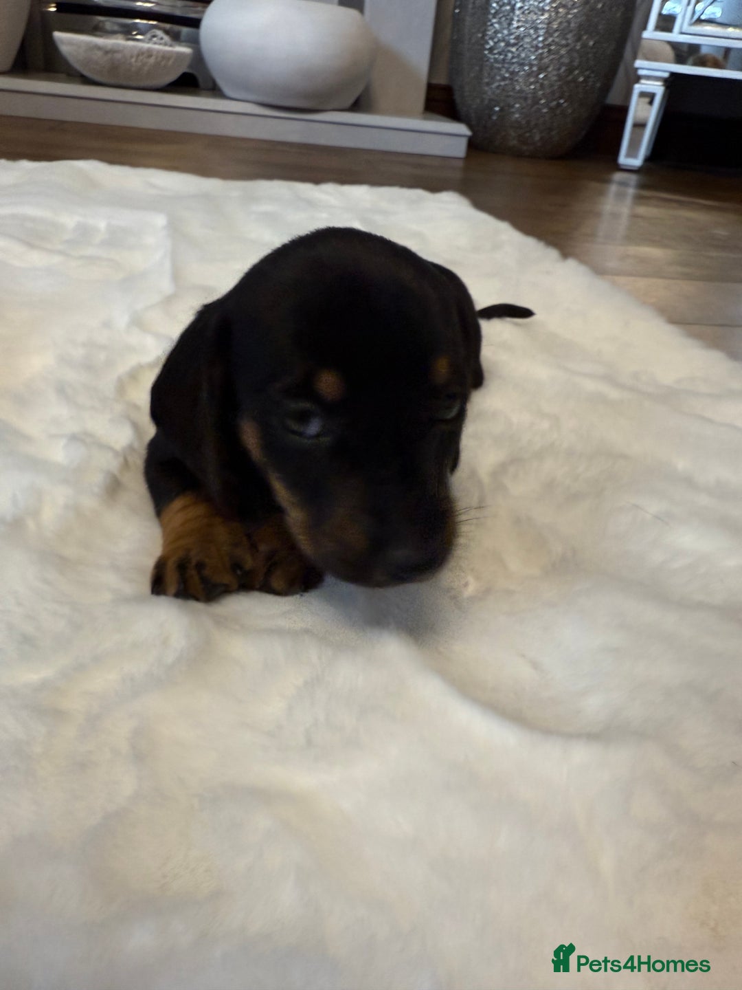 Dachshund dogs for sale: Dachshunds for sale   - Image 21