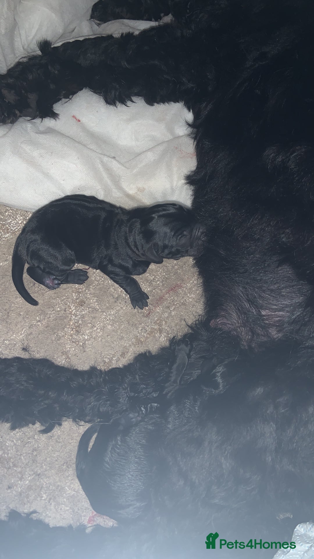 Mixed Breed dogs for sale: Emotional support cockapoo/Labrador puppies - Image 6