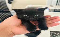 Turkish Angora cats for sale: Tabby/turkish angora kittens  - Image 4