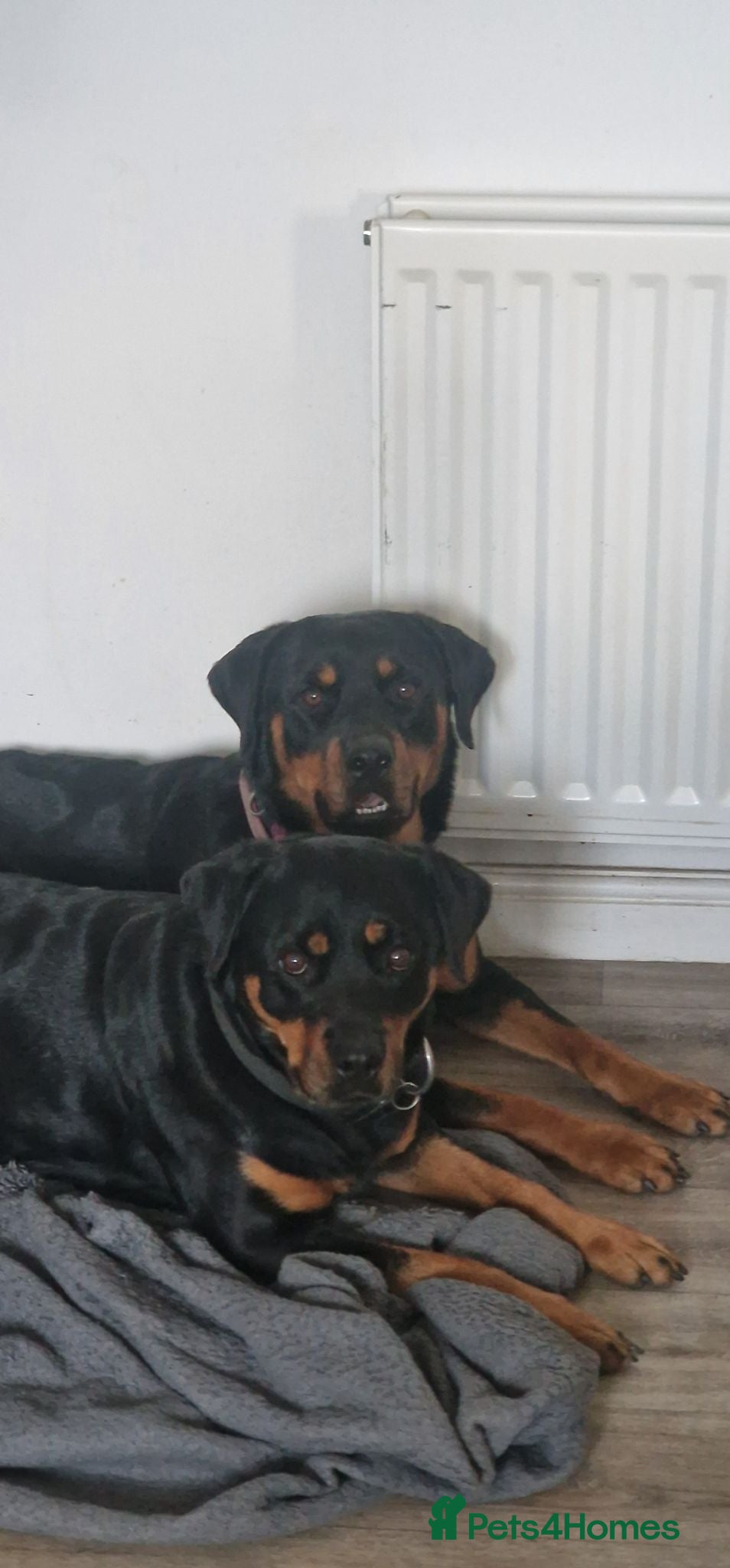Rottweiler dogs Pair of rottweiler bitches - Advert 2