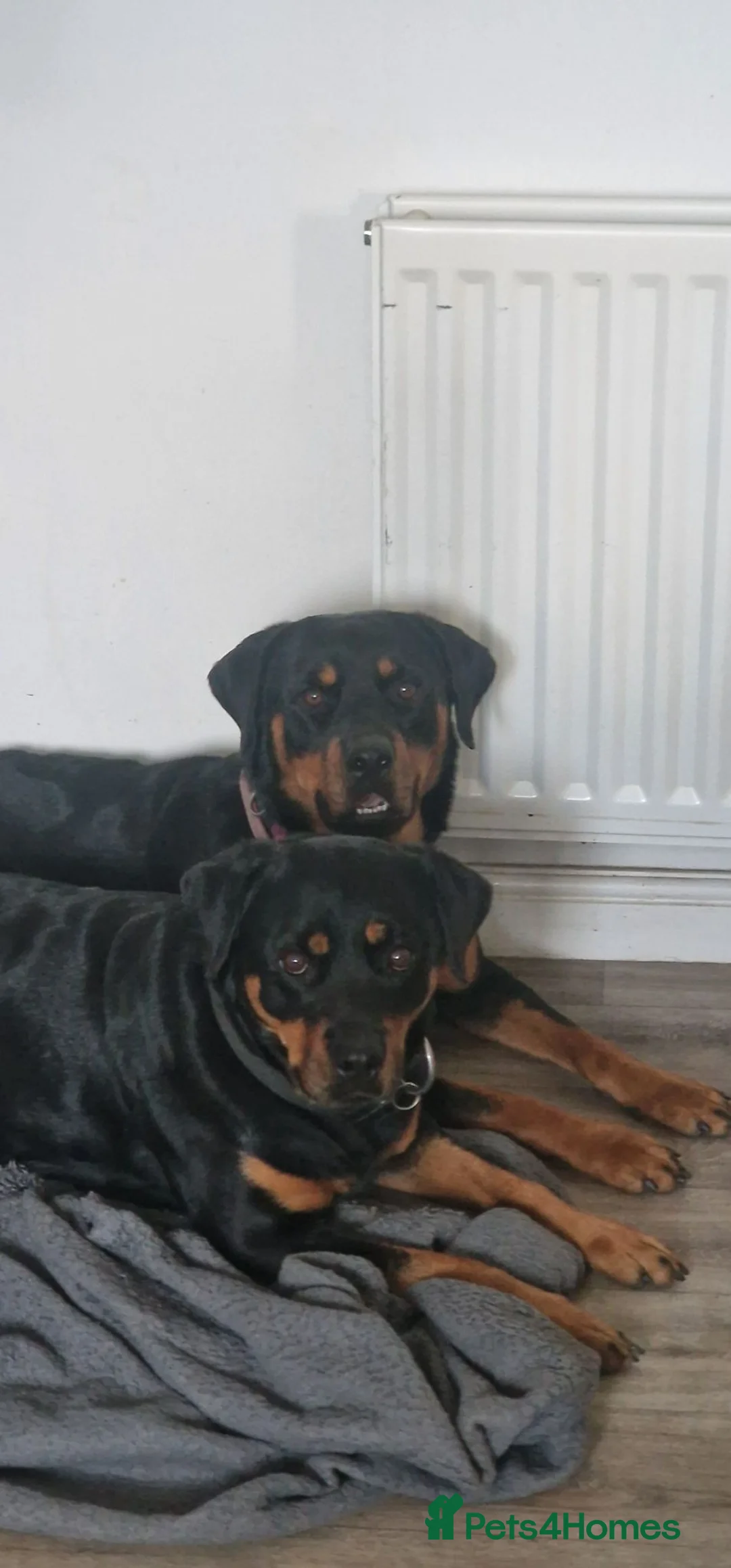 Rottweiler dogs for sale: Pair of rottweiler bitches - Advert 1