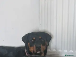 Rottweiler dogs Pair of rottweiler bitches - Advert 9