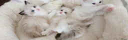 Ragdoll cats for sale: Ragdolls  - Advert 4