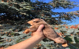 Olde English Bulldogge dogs for sale: RAINBOW OLD ENGLISH LITTER !!! - Image 8