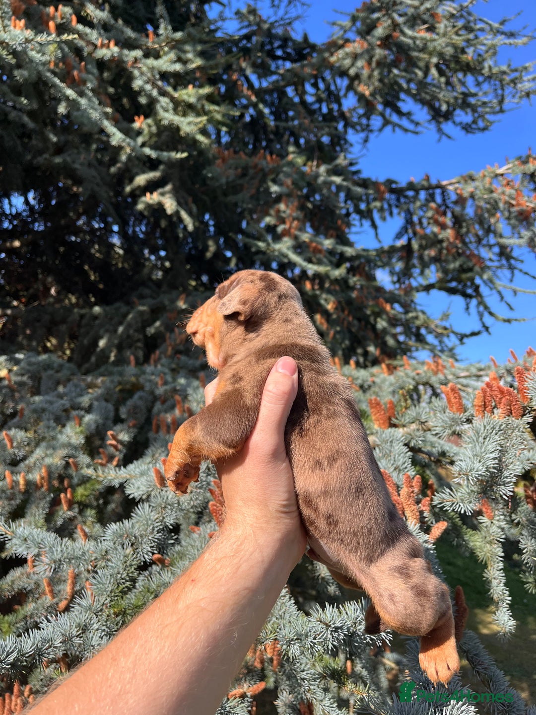 Olde English Bulldogge dogs for sale: RAINBOW OLD ENGLISH LITTER !!! - Image 8