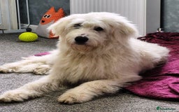 Mixed Breed dogs for adoption: Meet JOJO - a superb big girl, for a Loving Home - Image 40