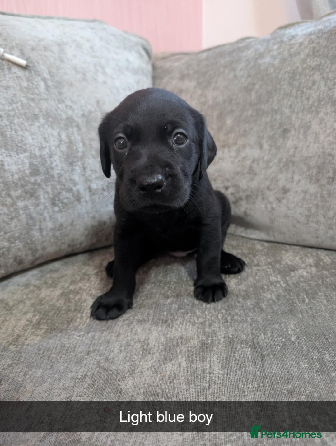 Labrador Retriever dogs for sale: Labrador puppys - Image 4
