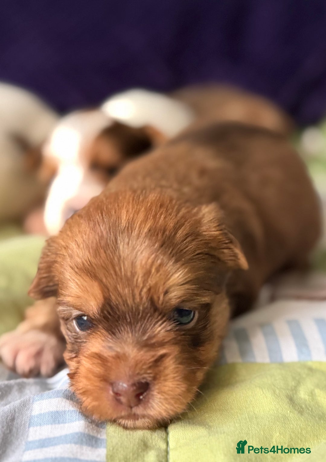 Yorkshire Terrier dogs for sale: Adorable Health Tested Coloured Yorkies (Biewer)  - Advert 21