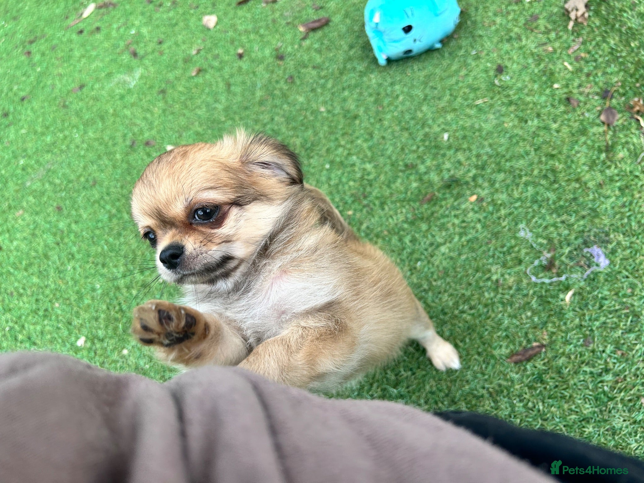 Chihuahua dogs for sale: KC LONG COAT CHIHUAHUAS - Advert 2