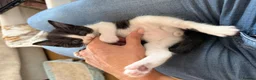 Siamese cats for sale: Siamese Mum Ragdoll±Bengal Dad Blue eyed kittens - Advert 9