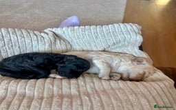 Cockapoo dogs for sale: Adorable F1B Cockapoo Puppies ready 6th November - Image 25
