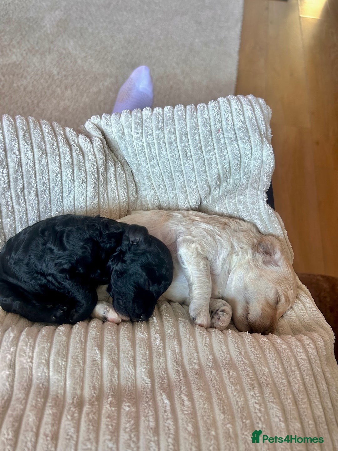 Cockapoo dogs for sale: Adorable F1B Cockapoo Puppies ready 6th November - Image 25