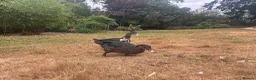 Ducks poultry for sale: Muscovy Ducks for sale - Male & Female - Advert 3