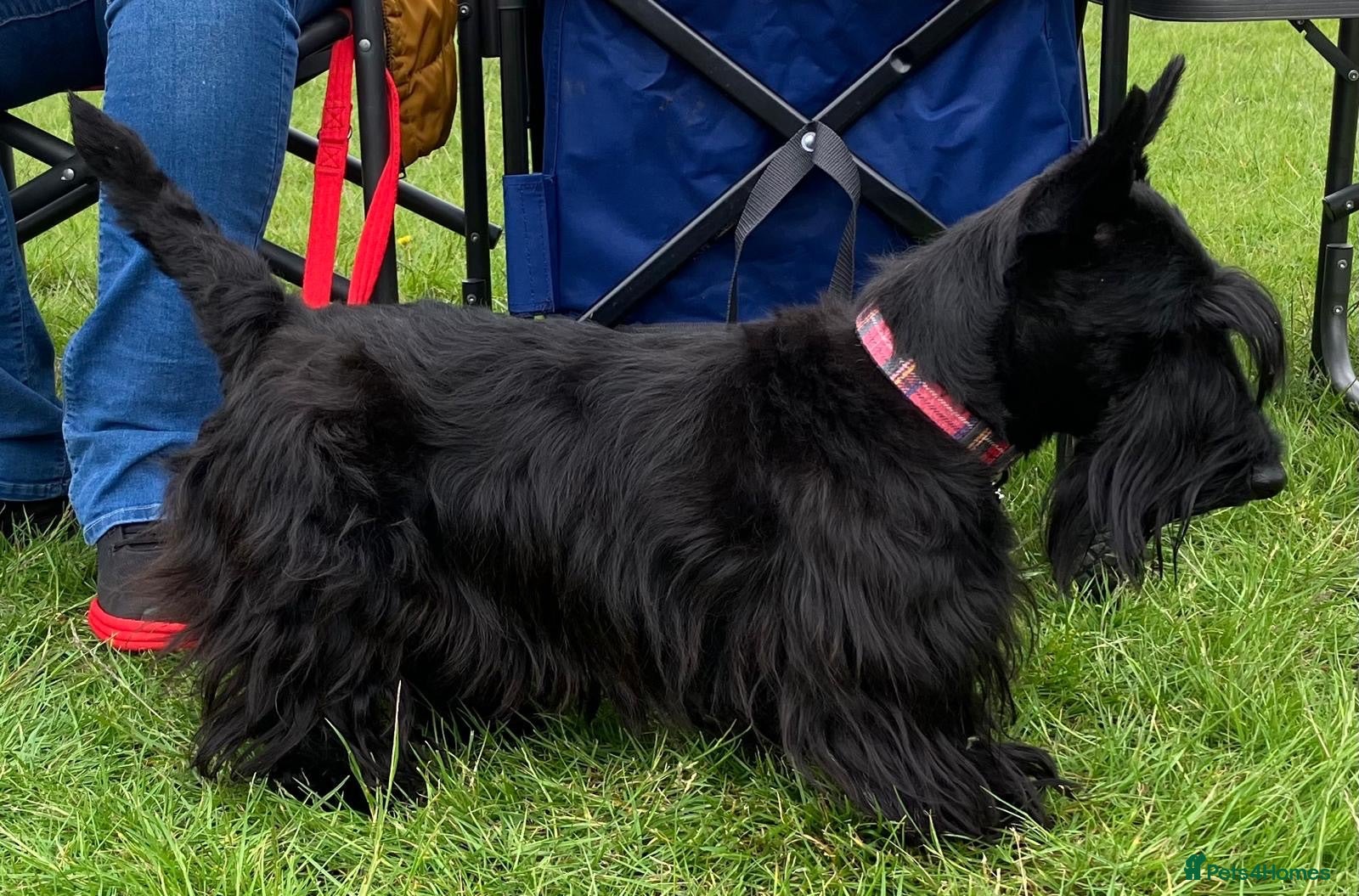 Scottish Terrier dogs Scottish Terrier Puppies  - Advert 2