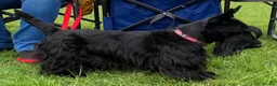 Scottish Terrier dogs for sale: Scottish Terrier Puppies  - Advert 2