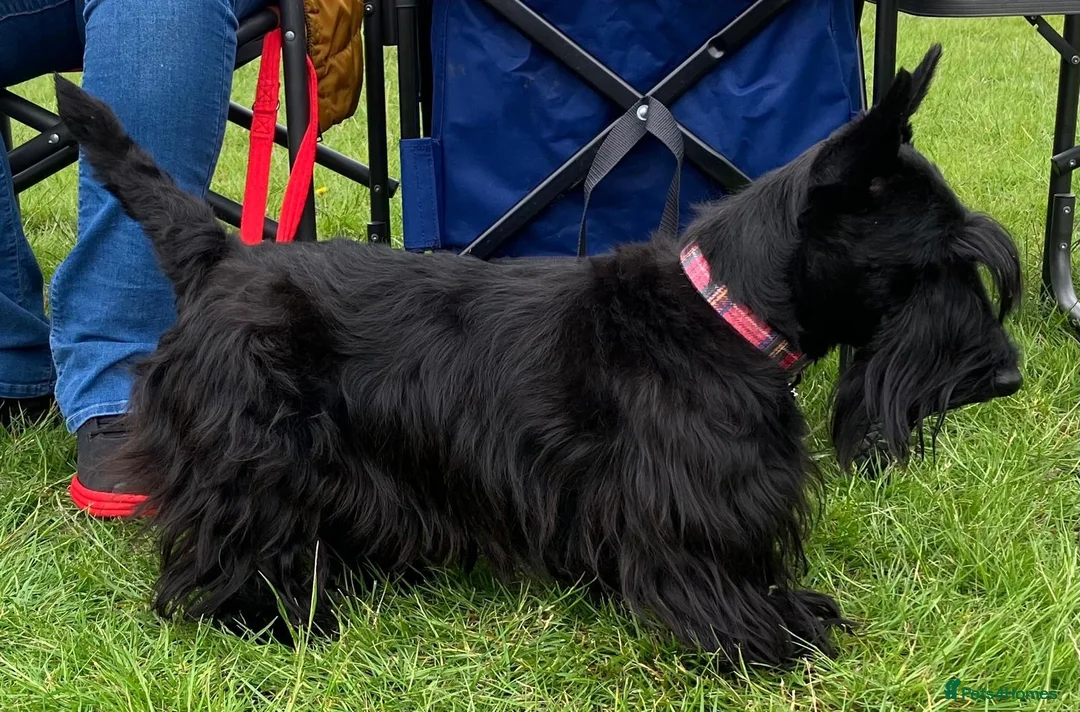 Scottish Terrier dogs for sale: Scottish Terrier Puppies  - Advert 2