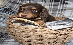 Miniature Dachshund dogs for sale: Longhair miniature Duchshund 🩵1boy 1girl left🩷 - Advert 32