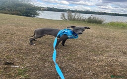 Italian Greyhound dogs for sale: Last blue boy kc reg ready now fully vaccinated  - Image 2