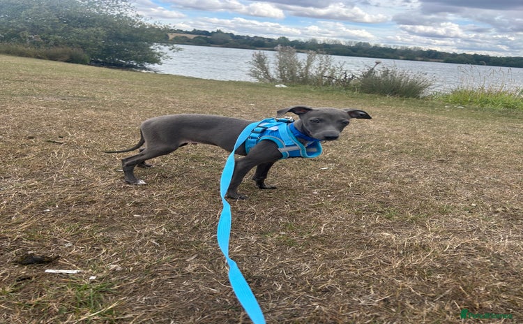 Italian Greyhound dogs - Advert 1