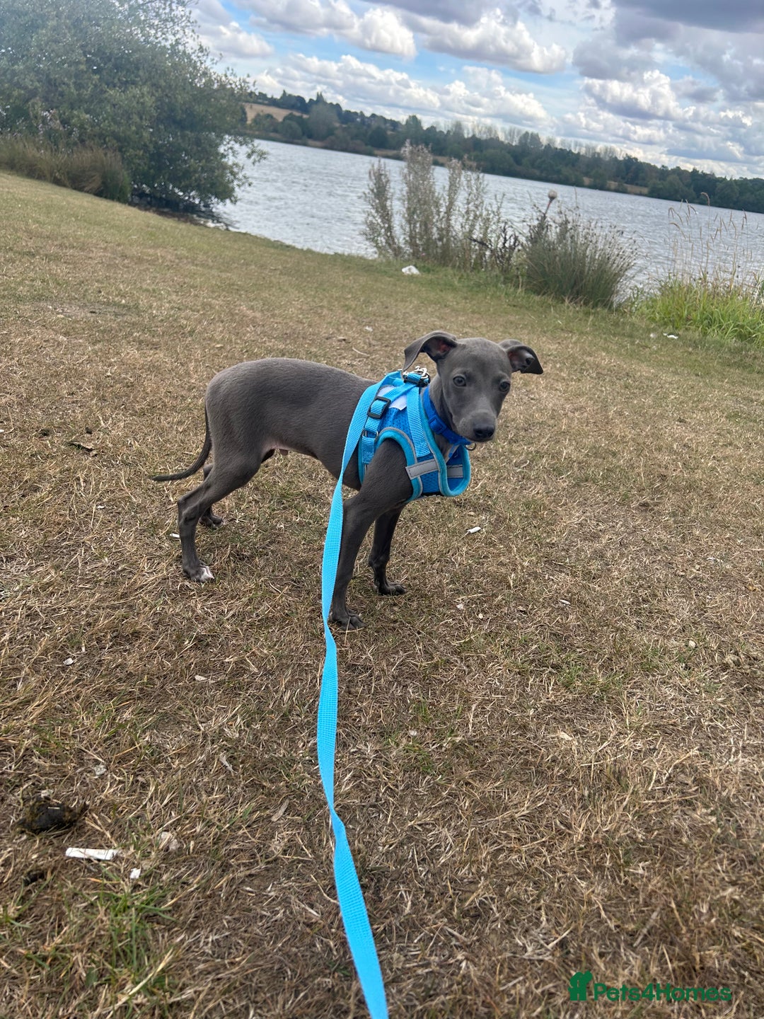 Italian Greyhound dogs for sale: Last blue boy kc reg ready now fully vaccinated  - Image 2