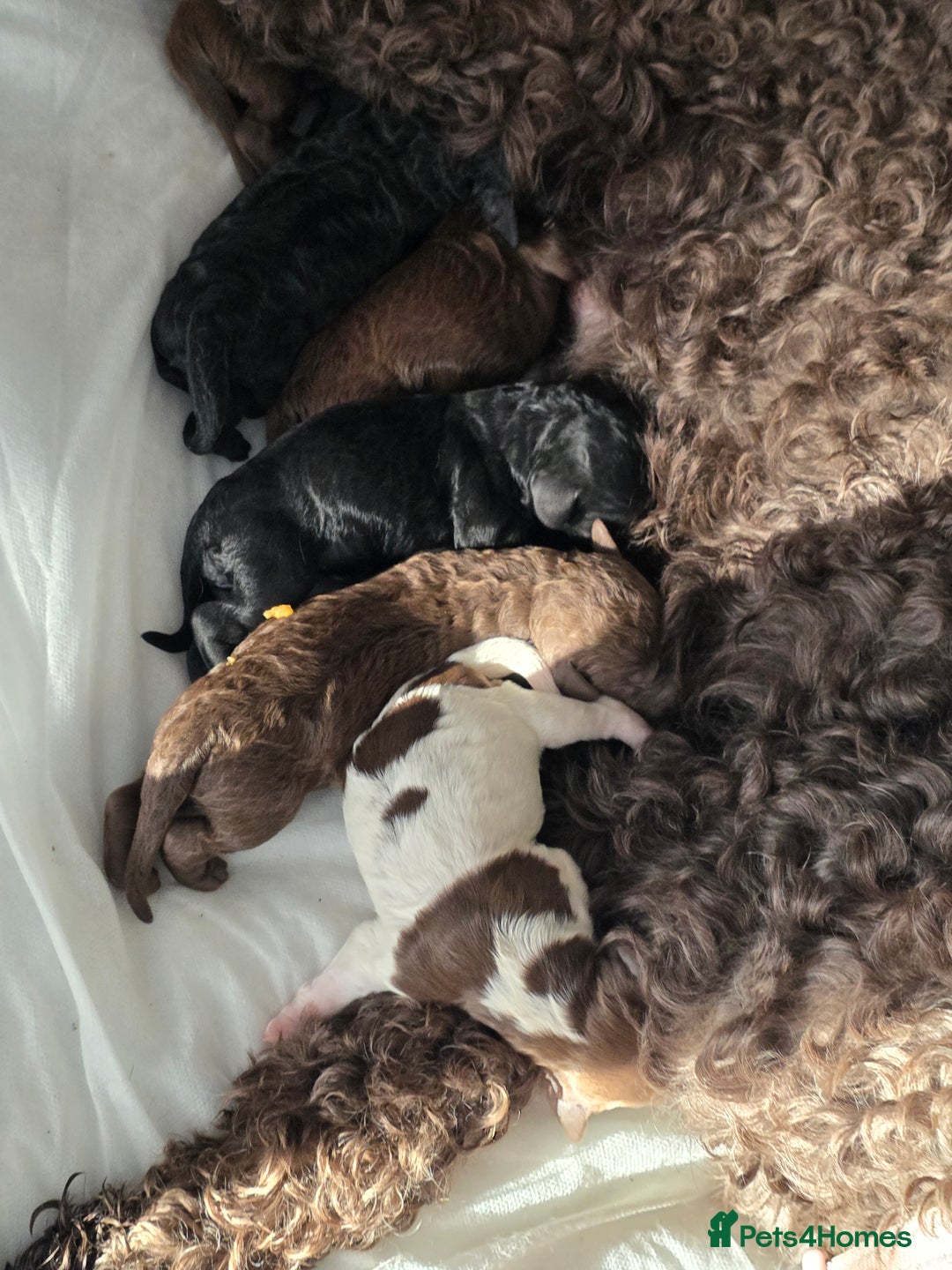 Cockapoo dogs for sale: Adorable cockapoo puppies - Advert 1