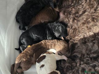 Cockapoo dogs Adorable cockapoo puppies - Advert 18