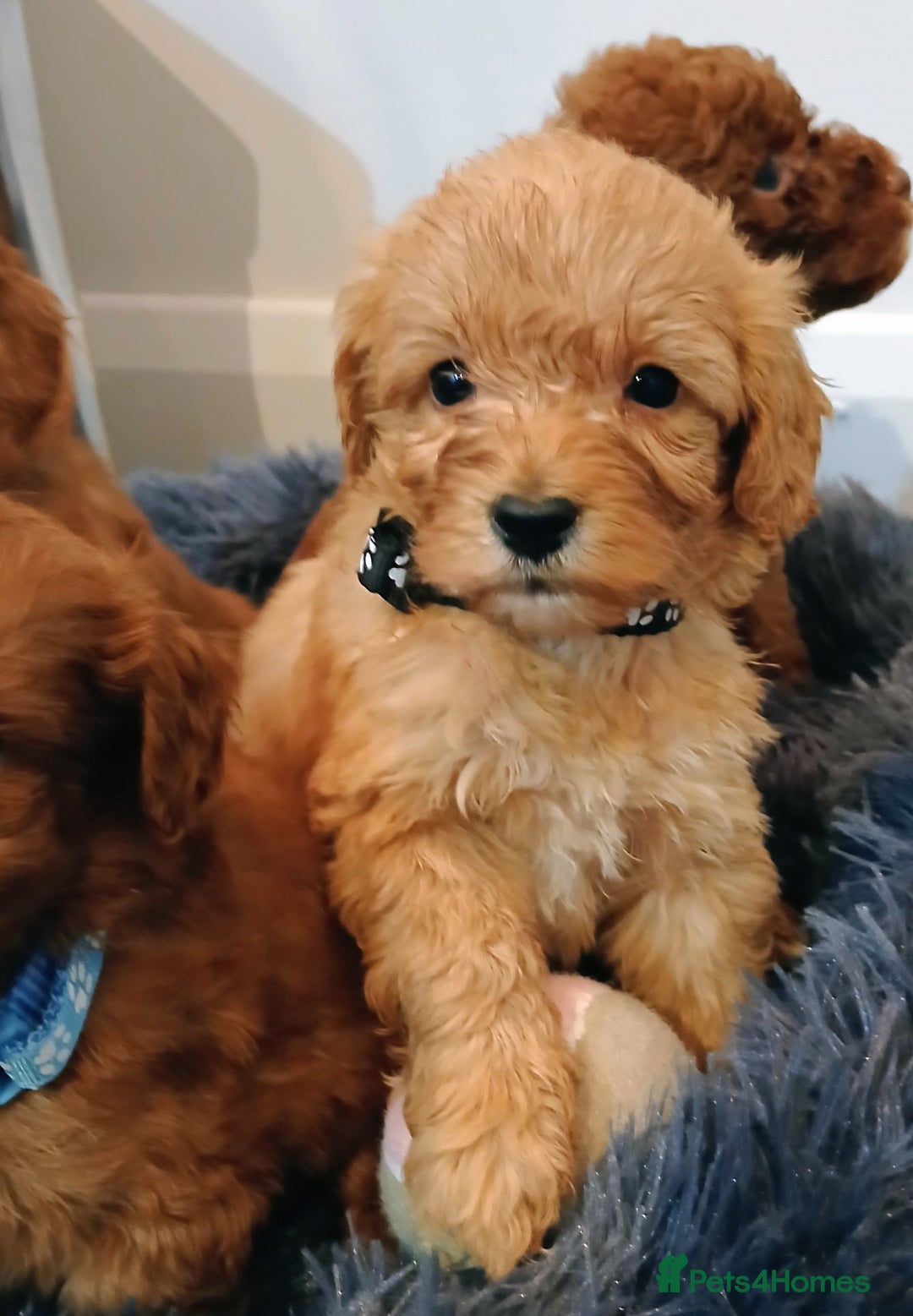 Cockapoo dogs for sale: Stunning red F1B cockapoo puppies  - Advert 5