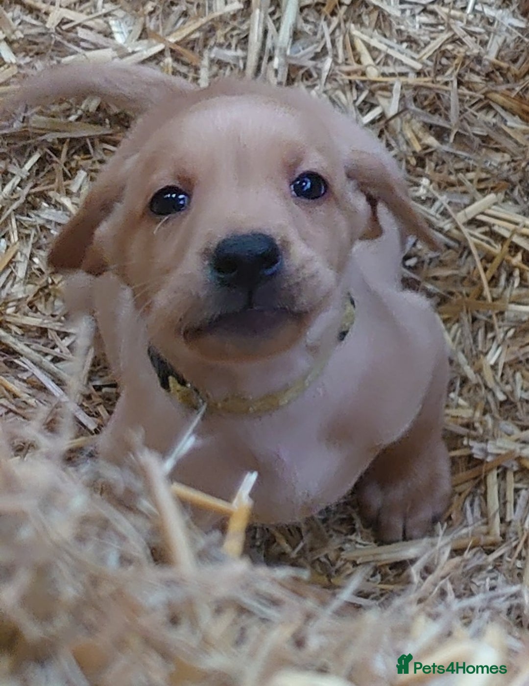 Labrador Retriever dogs for sale: KC Registered Fox Red & Yellow Labradors - Image 4