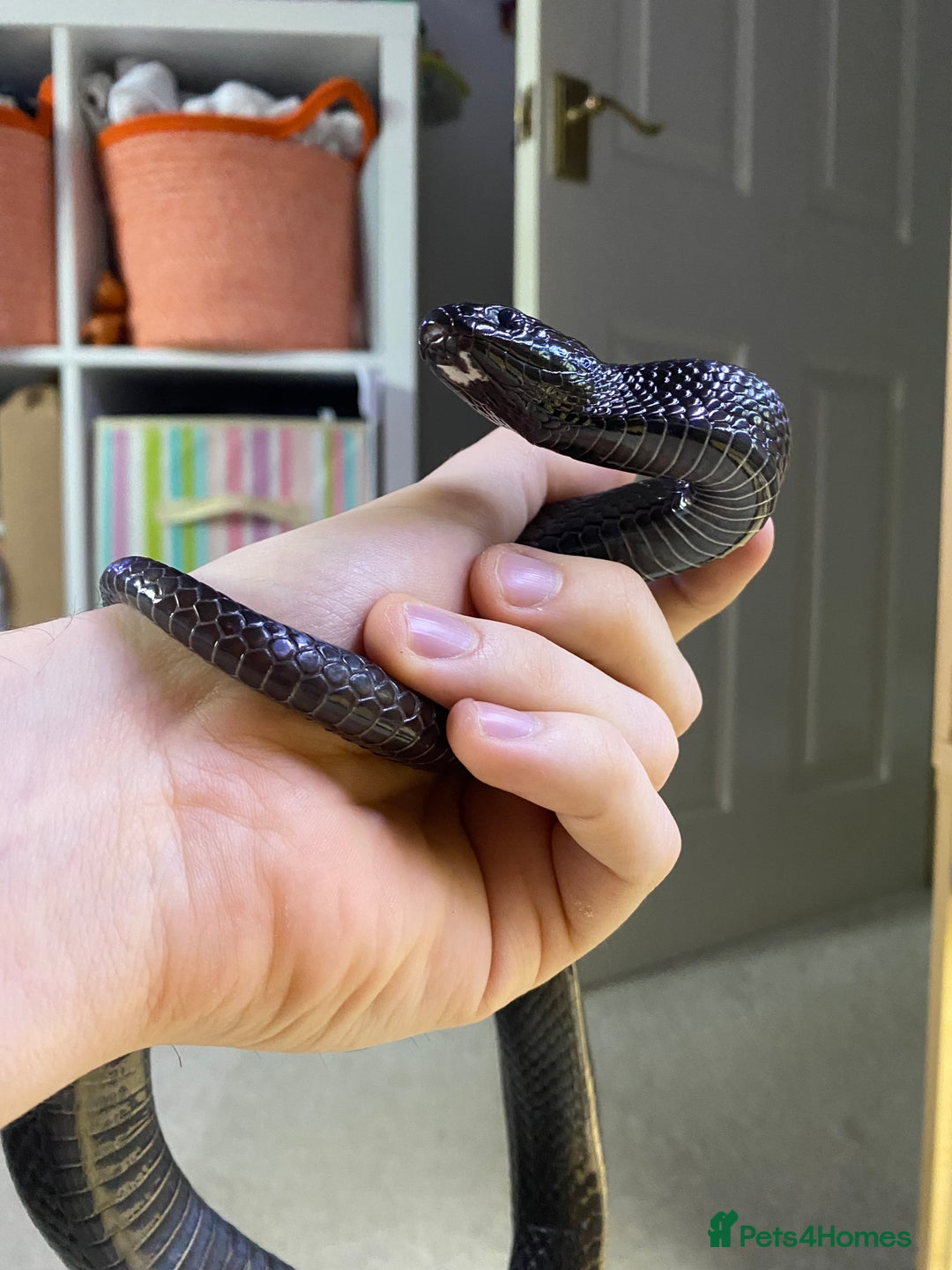 King Snake reptiles for sale: Mexican Black Kingsnake (Proven Pair) - Advert 3