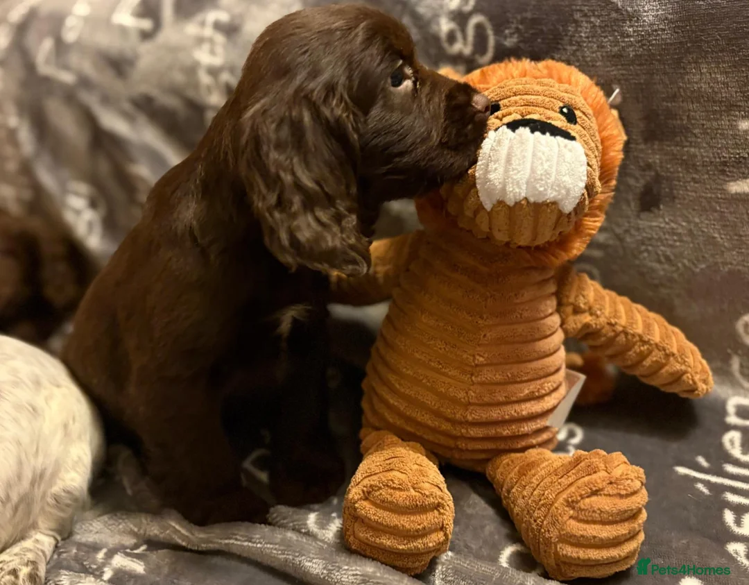 Cocker Spaniel dogs for sale: Cocker spaniels - Advert 4