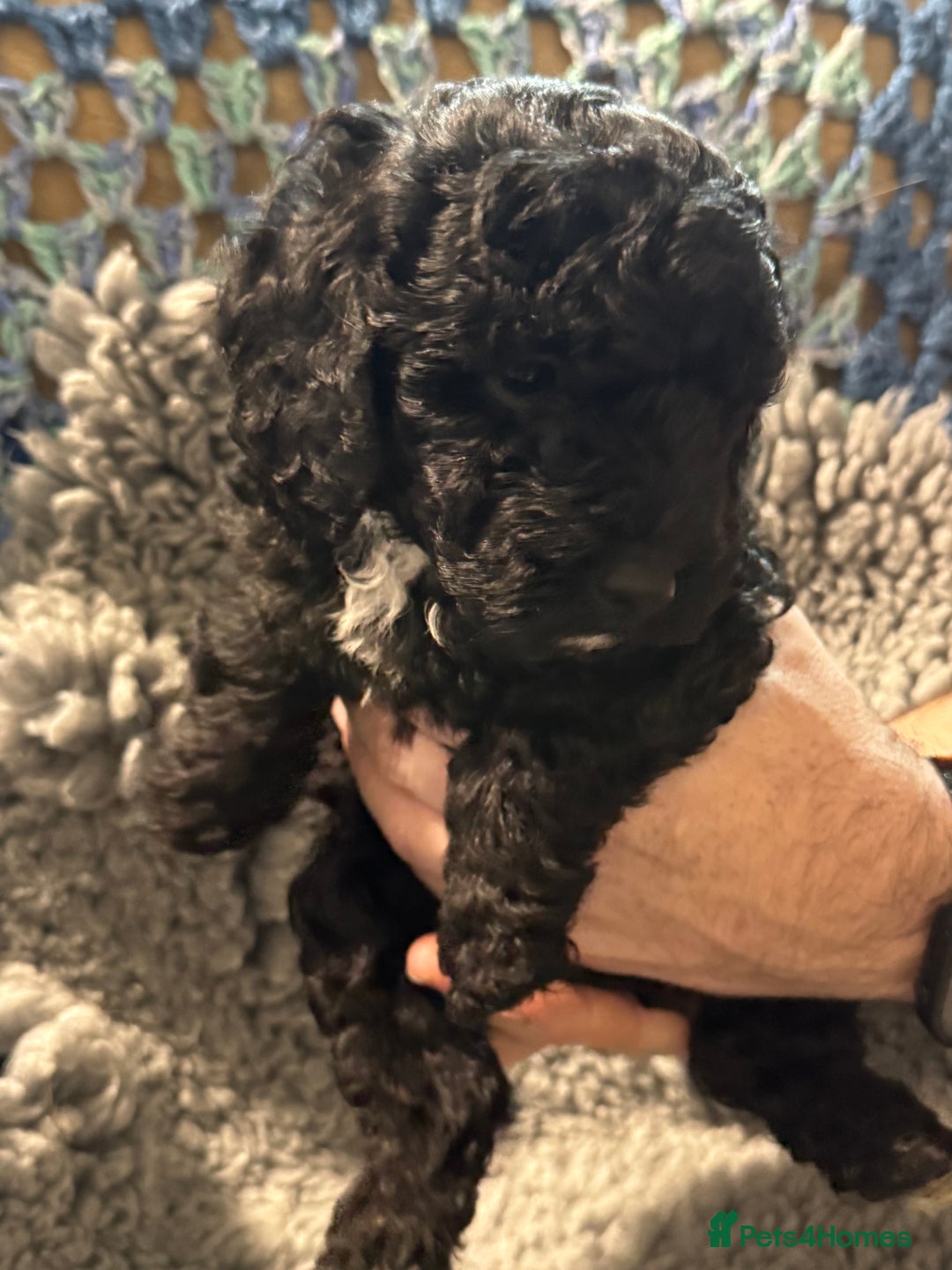 Cockapoo dogs for sale: Gorgeous F1B Cockapoo Puppies hypoallergenic  - Advert 18