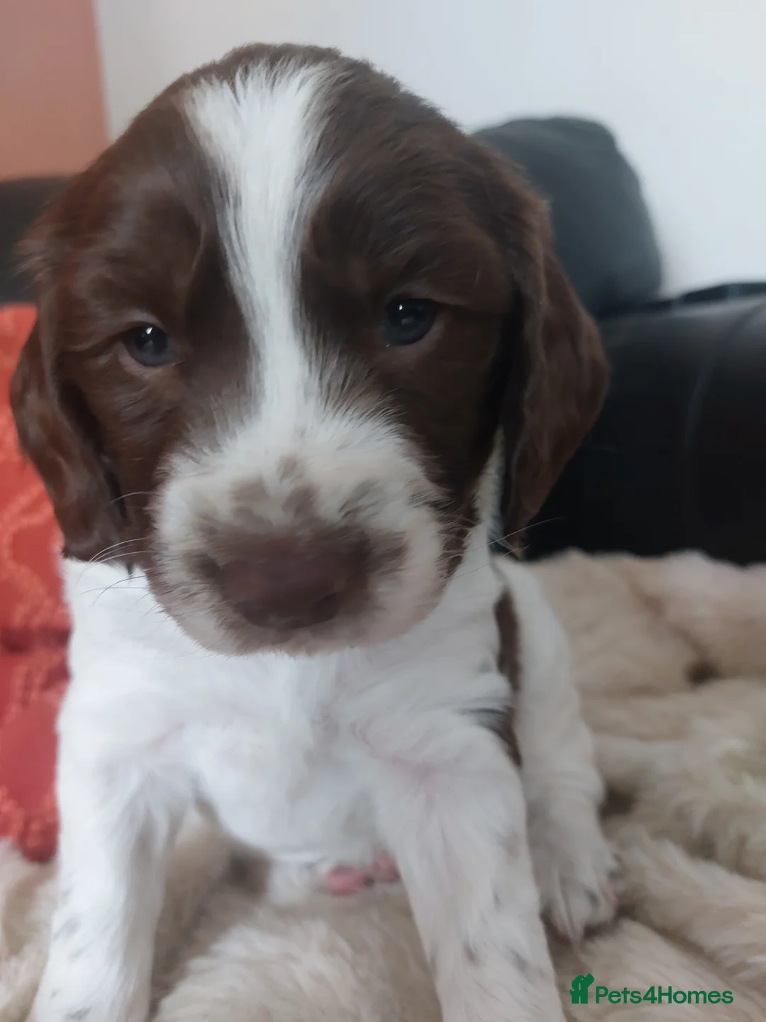 Mixed Breed dogs for sale: Gorgeous litter of baby Betty's  - Advert 2