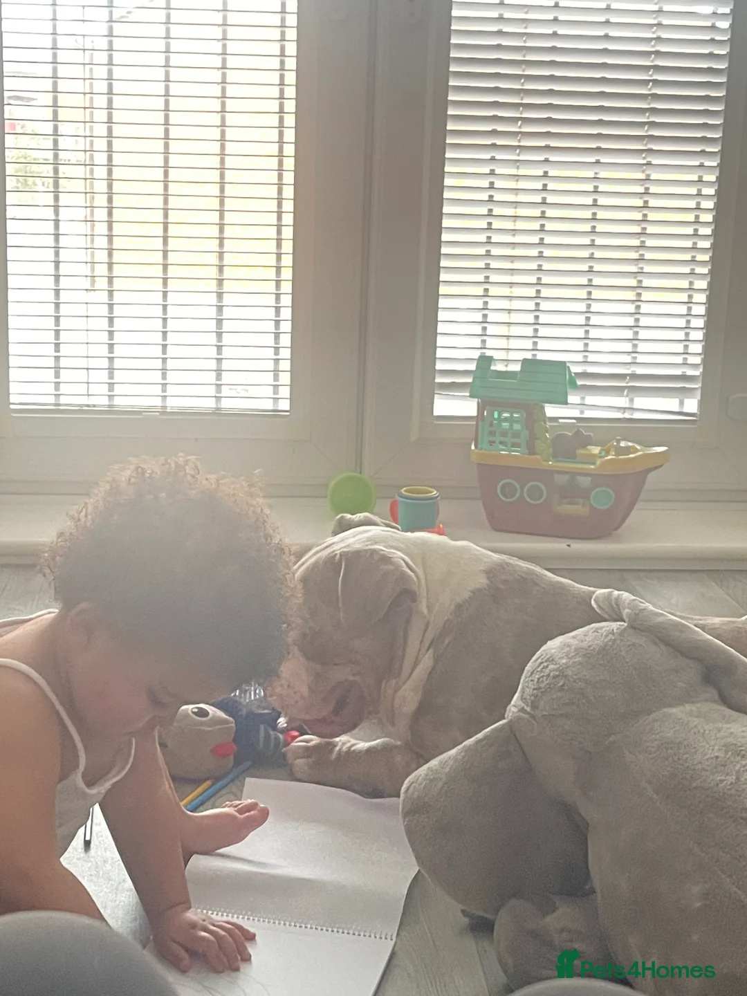 American Bully dogs for sale: Pocket bully - Advert 2