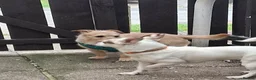 Mixed Breed dogs for sale: Chihuahua x mam dad borderline terrier - Advert 2