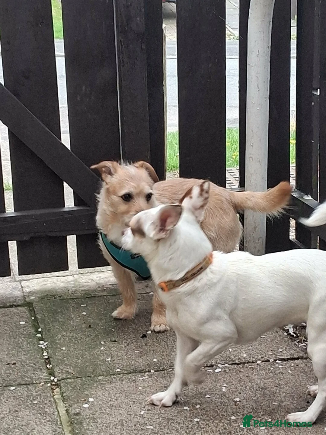 Mixed Breed dogs for sale: Chihuahua x mam dad borderline terrier - Advert 2